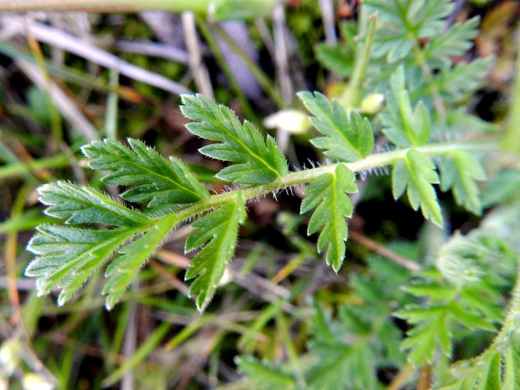 Erodium cicutarium